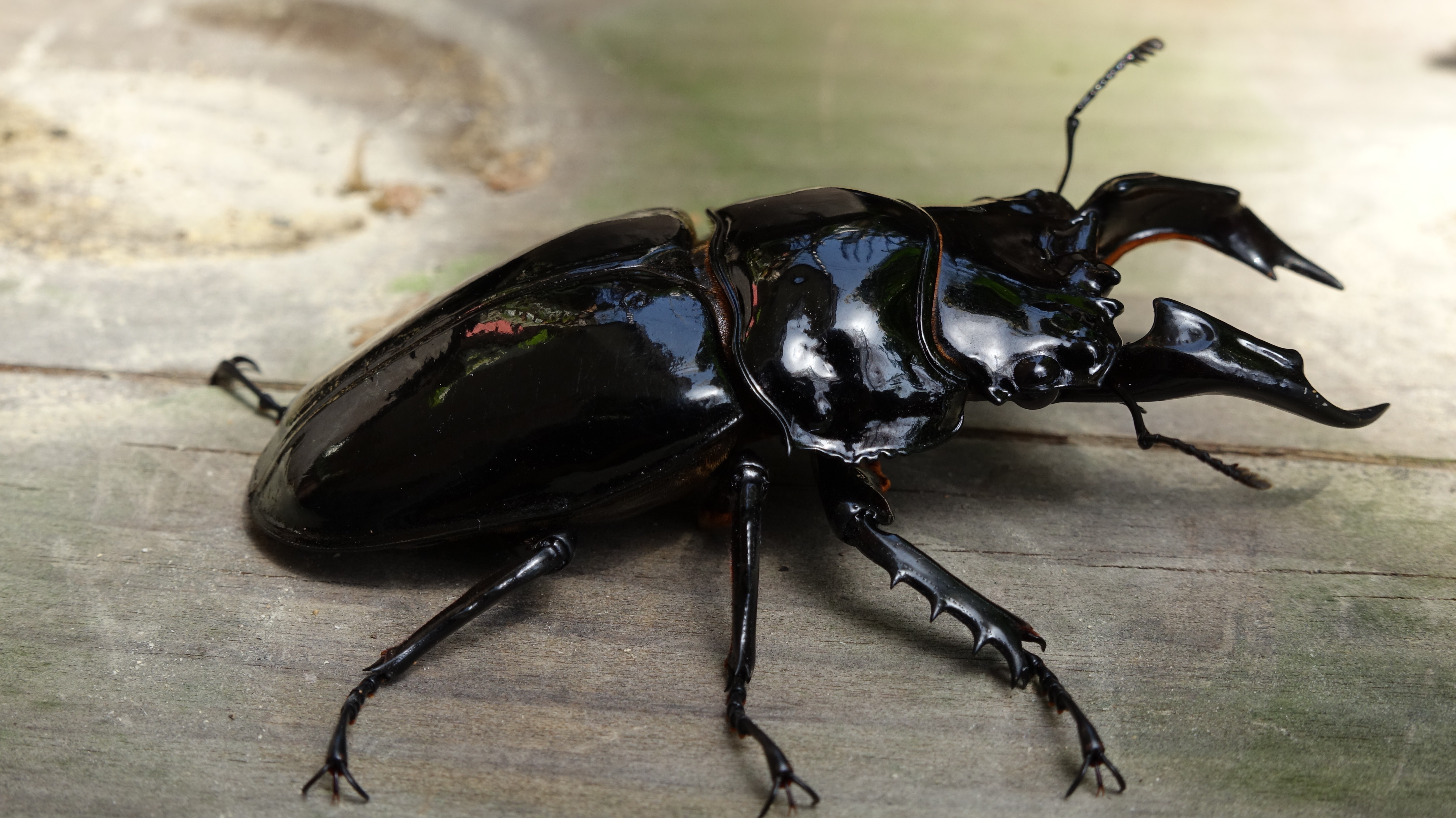 Close-up of a large glossy black stag beetle with prominent mandibles on a weathered wooden surface.