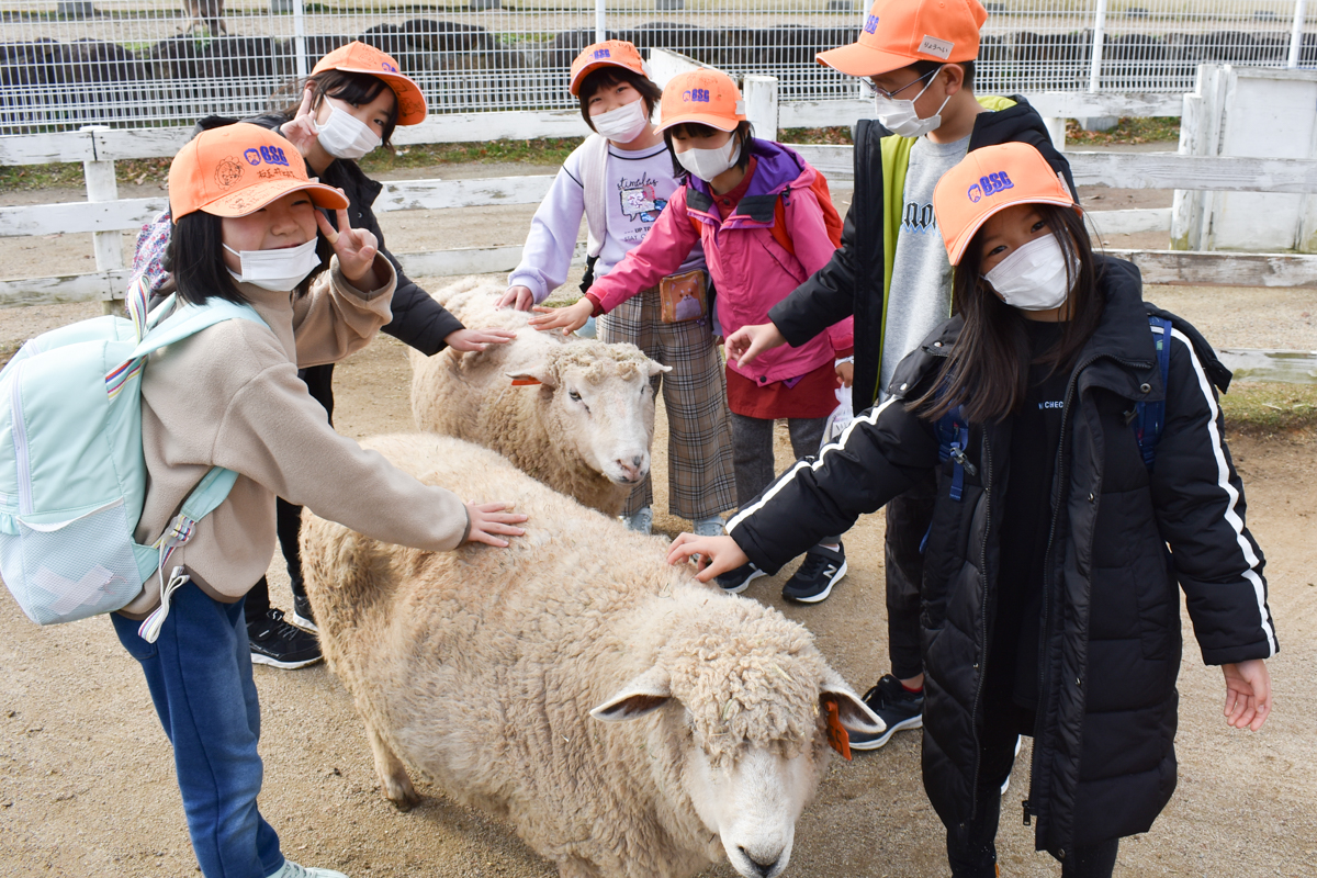 Group of kids in orange hats petting fluffy sheep in a pen at a farm, all wearing masks and casual jackets.