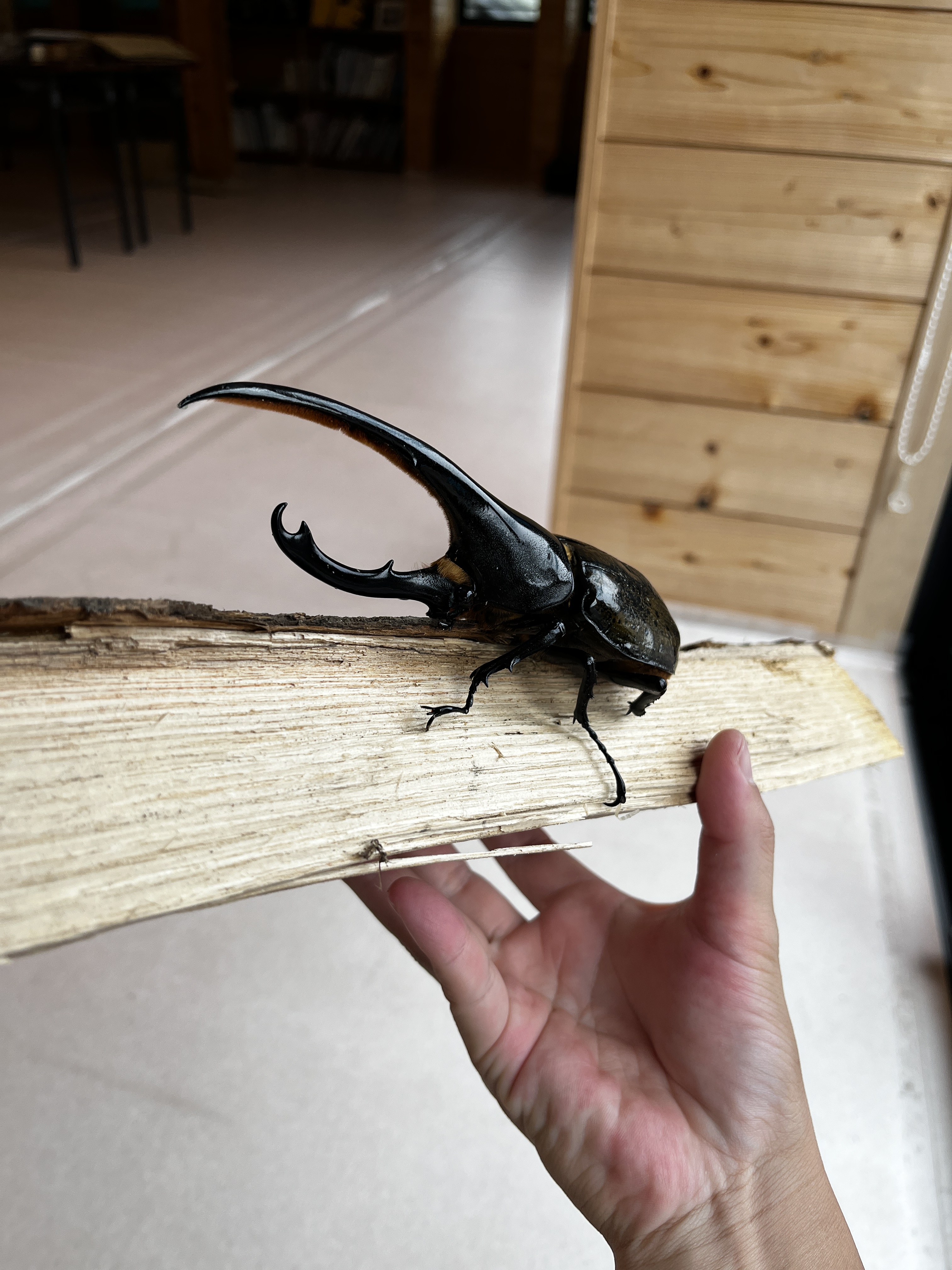 Close-up of a large black stag beetle with curved mandibles resting on a wooden plank, held by a hand.