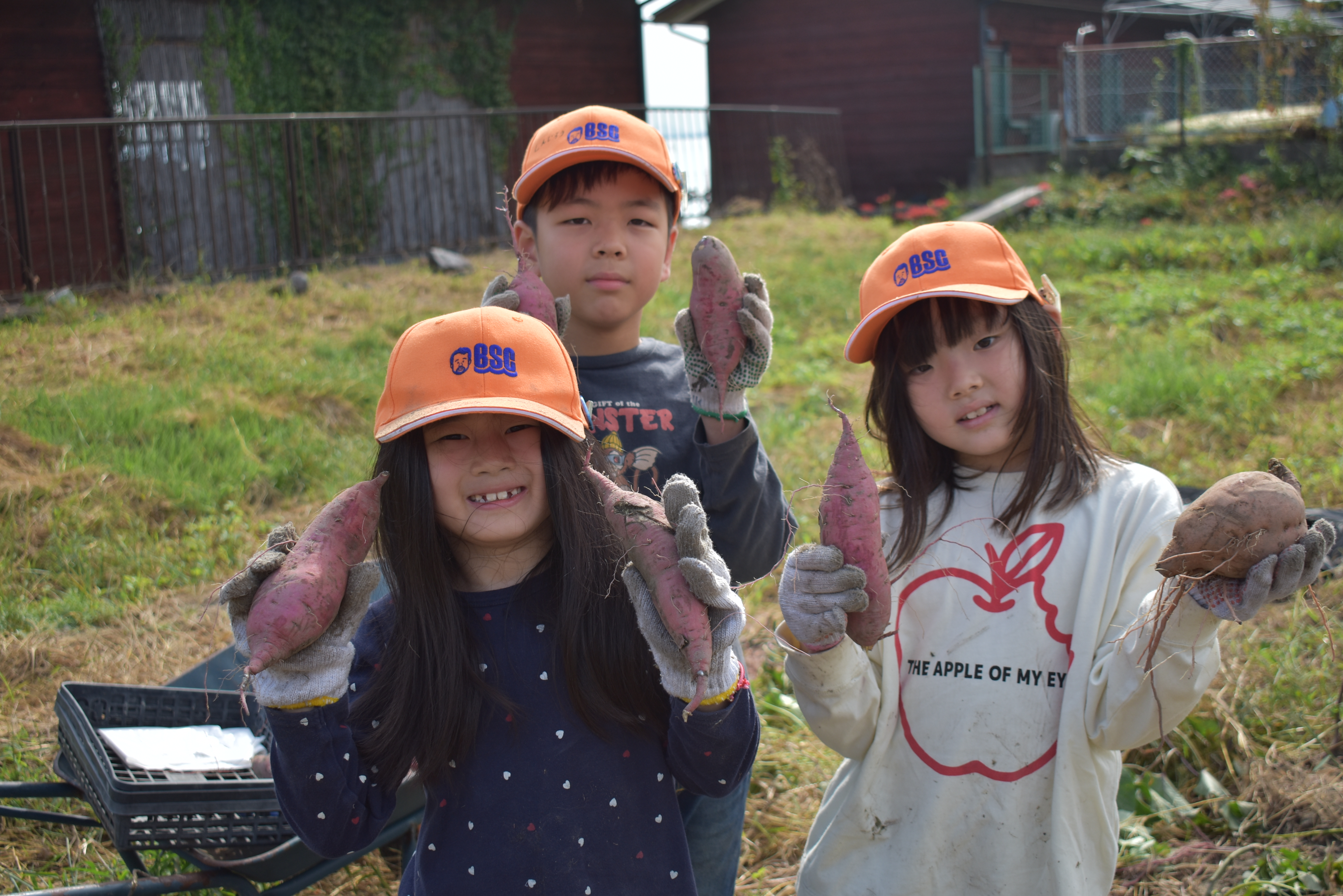 Three children wearing orange BSC caps hold muddy sweet potatoes in a sunlit garden.